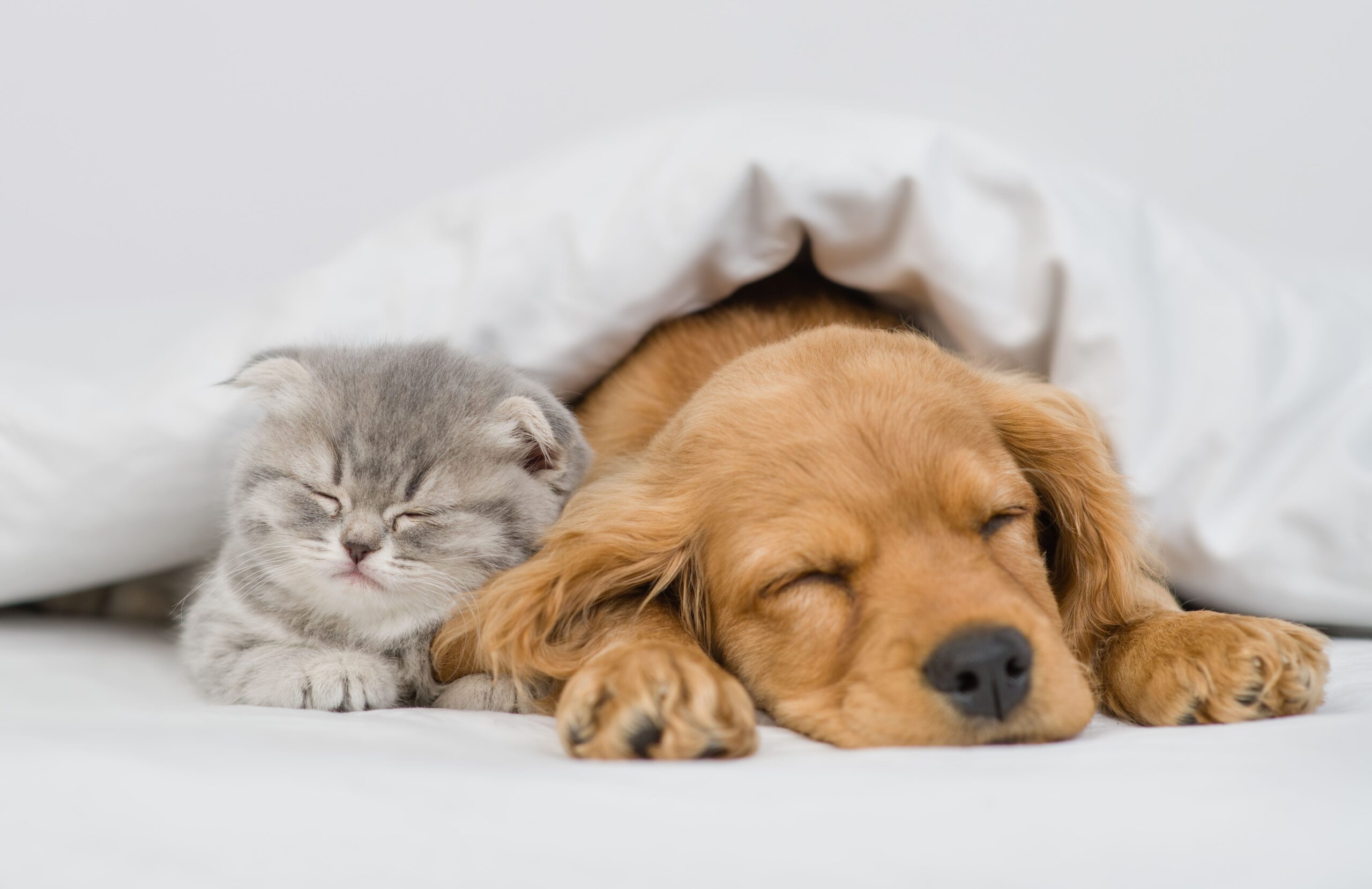 P株式会社様 実績例